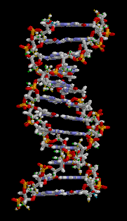 Rotating DNA animation. Could life on Venus have a different backbone from DNA , using PNA, HNA, TNA, GNA or other XNA?