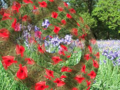 bluebells and poppies ... Click to get back to small image