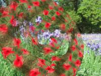 bluebells and poppies ... Click for large image