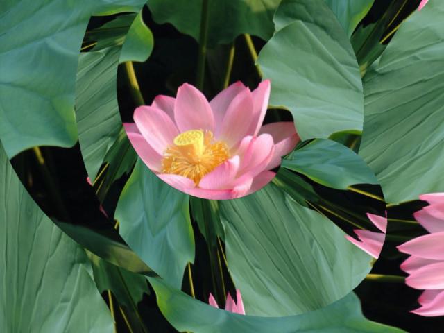 Lotus Spiral ... Click to get back to small image