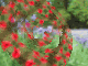 bluebells and poppies - Click here to go back to Thumbnails page 1